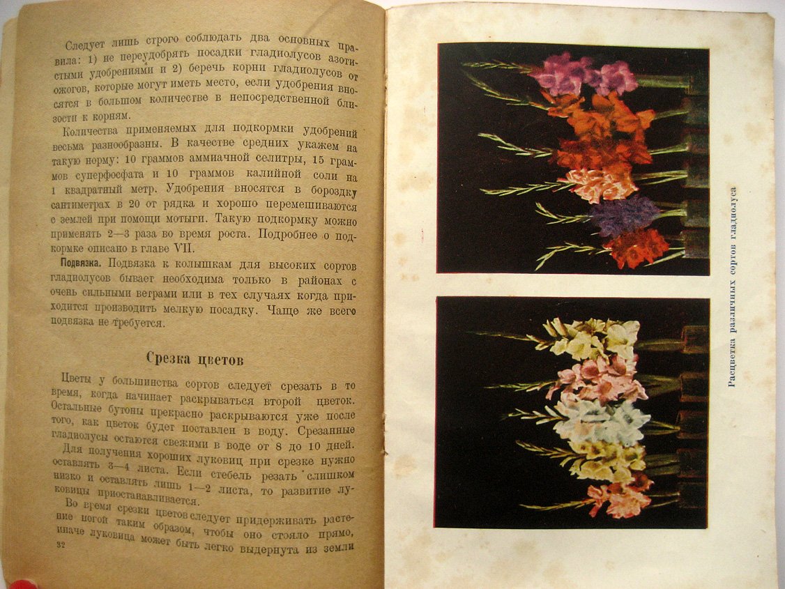 Рокуэлл Ф. Гладиолус.