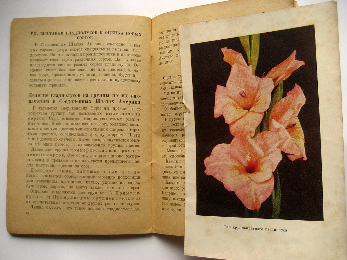 Рокуэлл Ф. Гладиолус.