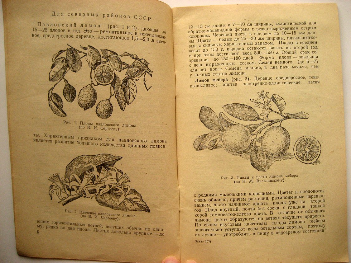 Овсянников И. Комнатная культура цитрусовых.