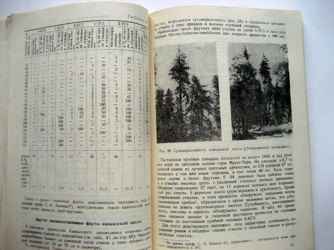 Герасимов М. Кавказская пихта. Структура и качественная характеристика девственных древостоев