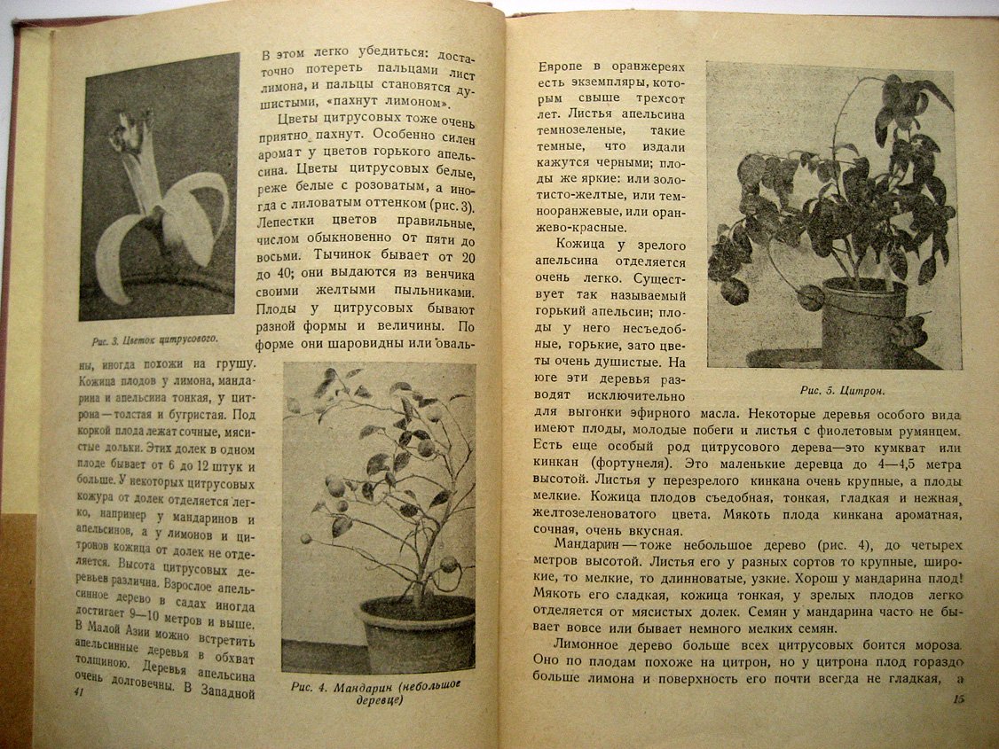 Ваганова В. Субтропики на окне.