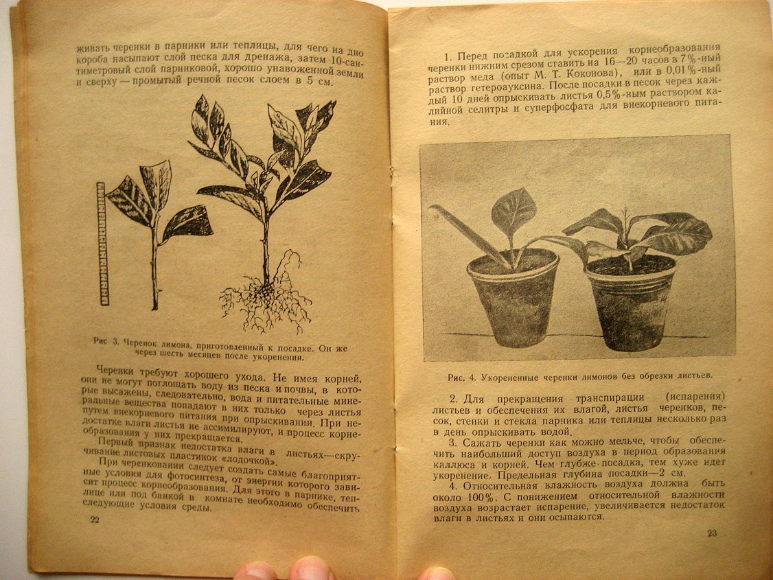 Александров А. Кадочная культура лимона.