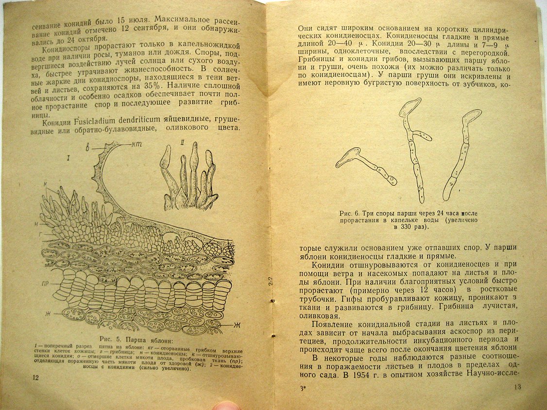 Ванин И. Парша яблони и груши.