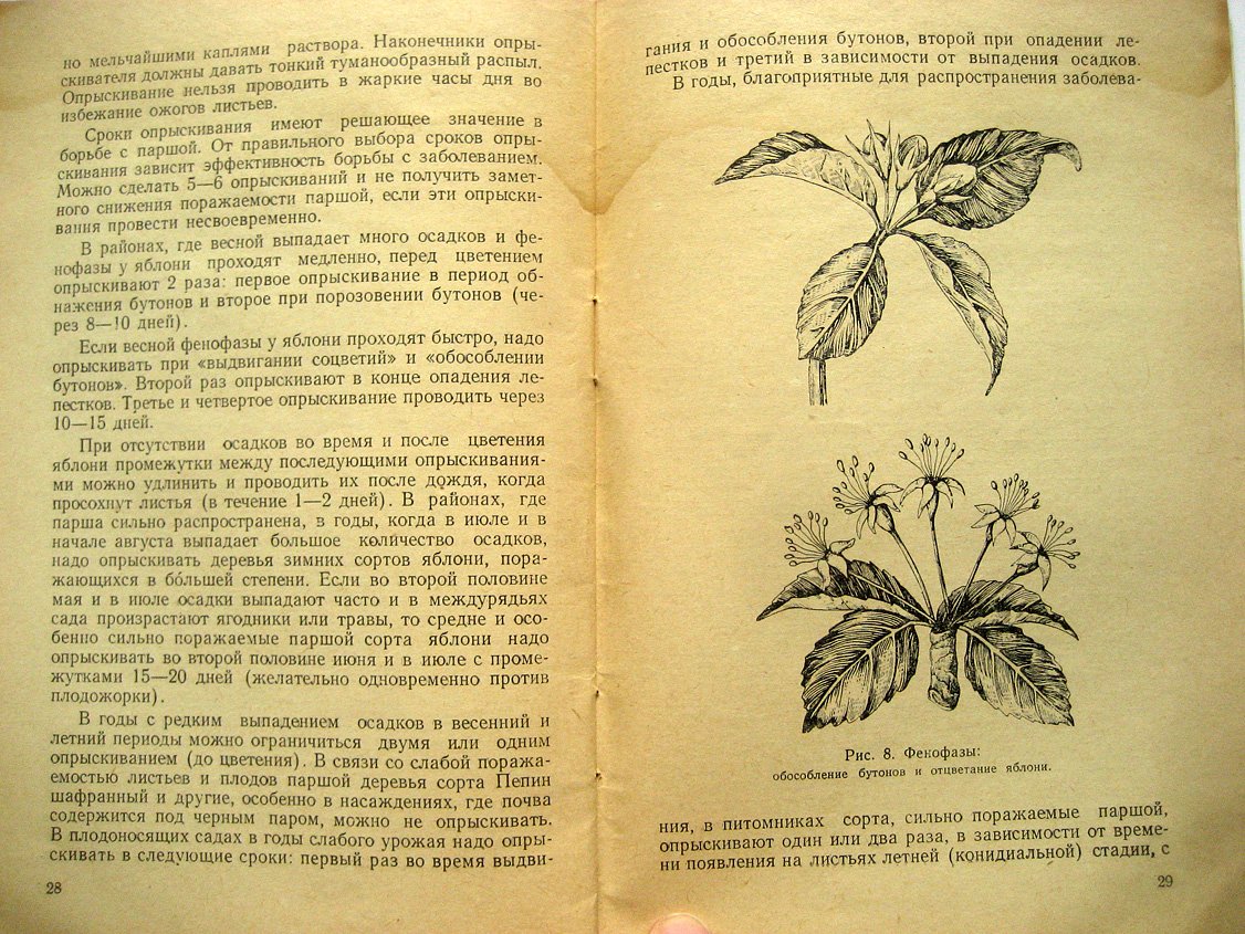 Ванин И. Парша яблони и груши.