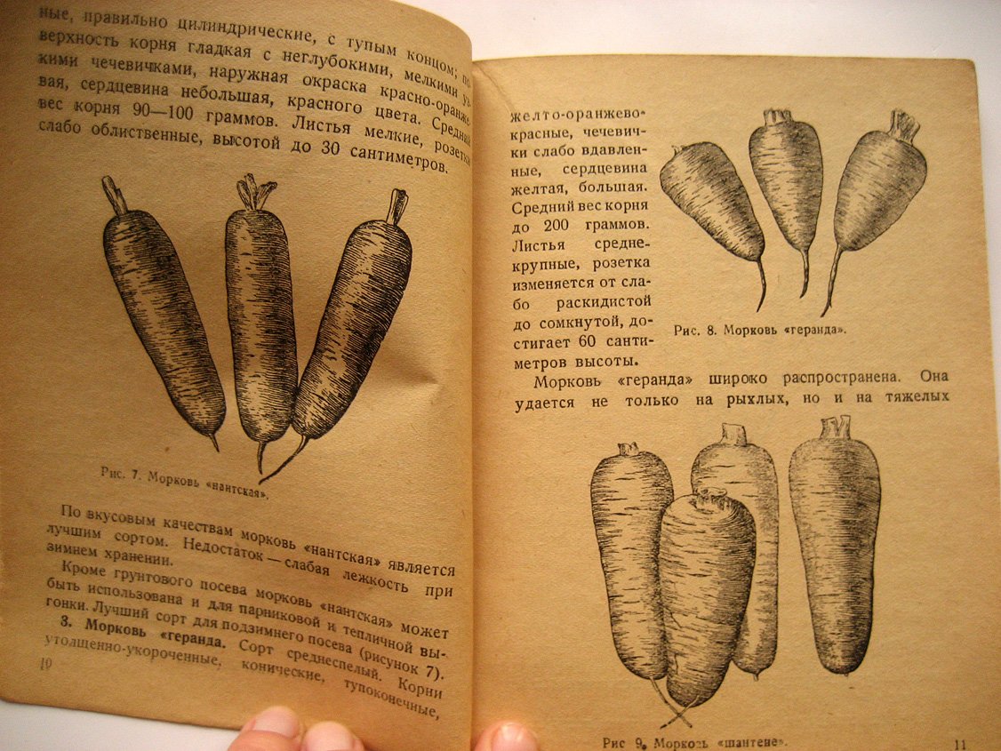 Белкина А., Агапов С., Зеленцов Г. и др. Морковь, петрушка, сельдерей и пастернак