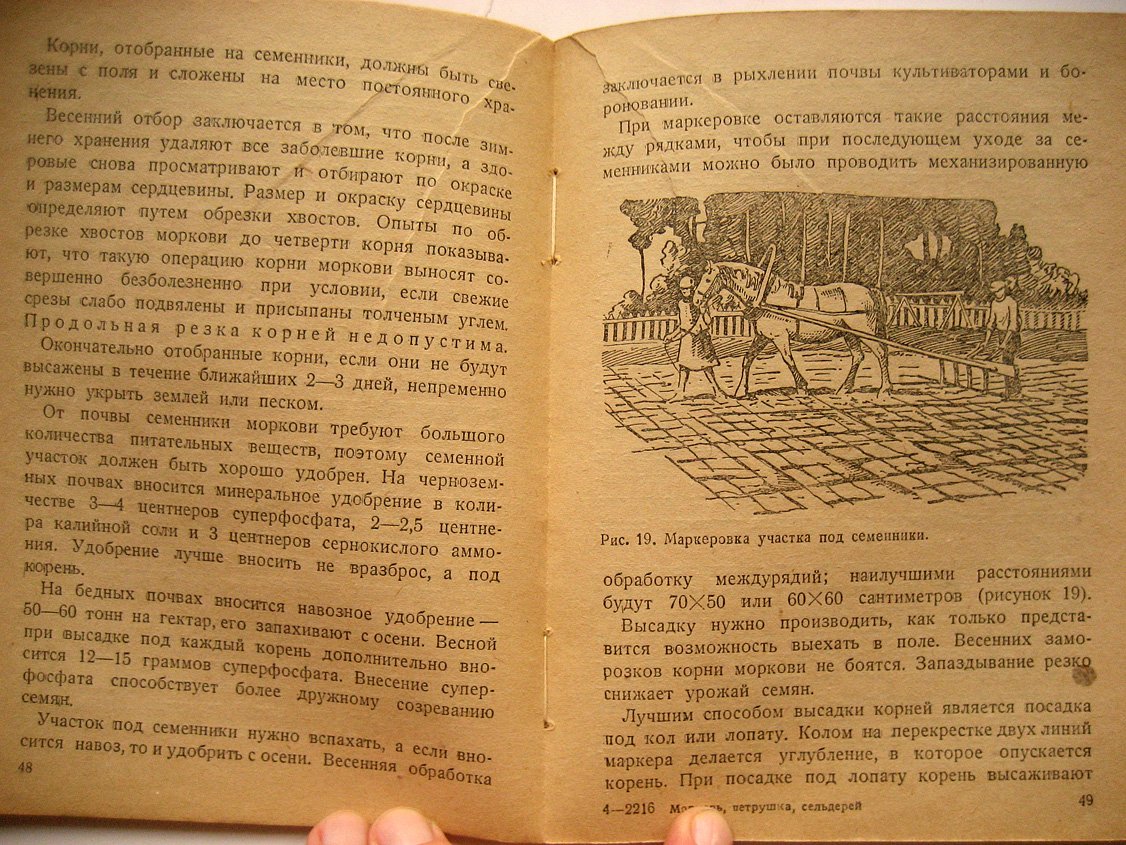 Белкина А., Агапов С., Зеленцов Г. и др. Морковь, петрушка, сельдерей и пастернак