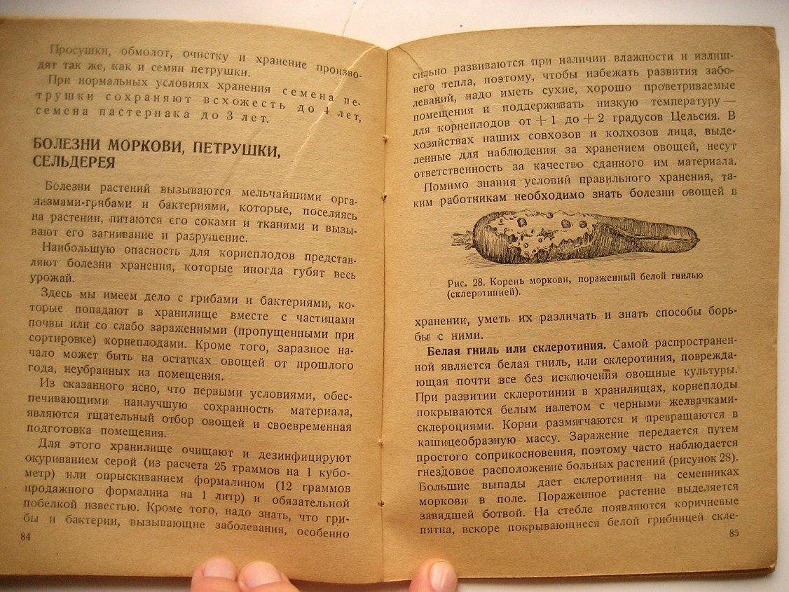 Белкина А., Агапов С., Зеленцов Г. и др. Морковь, петрушка, сельдерей и пастернак