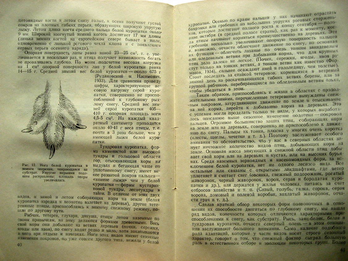 Формозов А. Снежный покров как фактор среды, его значение в жизни млекопитающих и птиц СССР