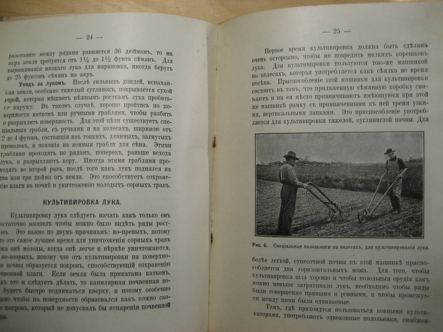 Культура лука в Америке.