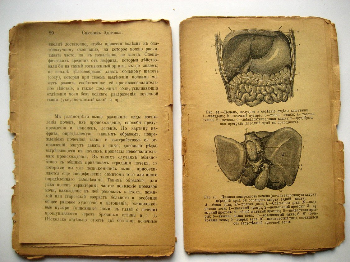 Болезни печени и почек.