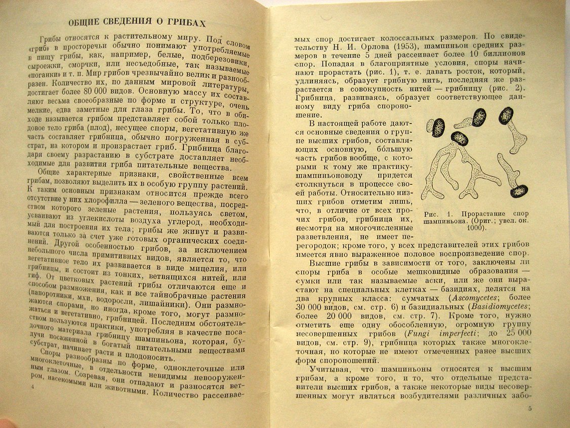 Николаева Т. Культура шампиньонов.