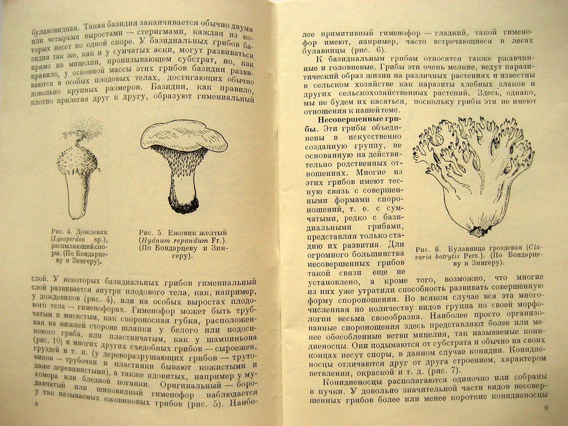 Николаева Т. Культура шампиньонов.