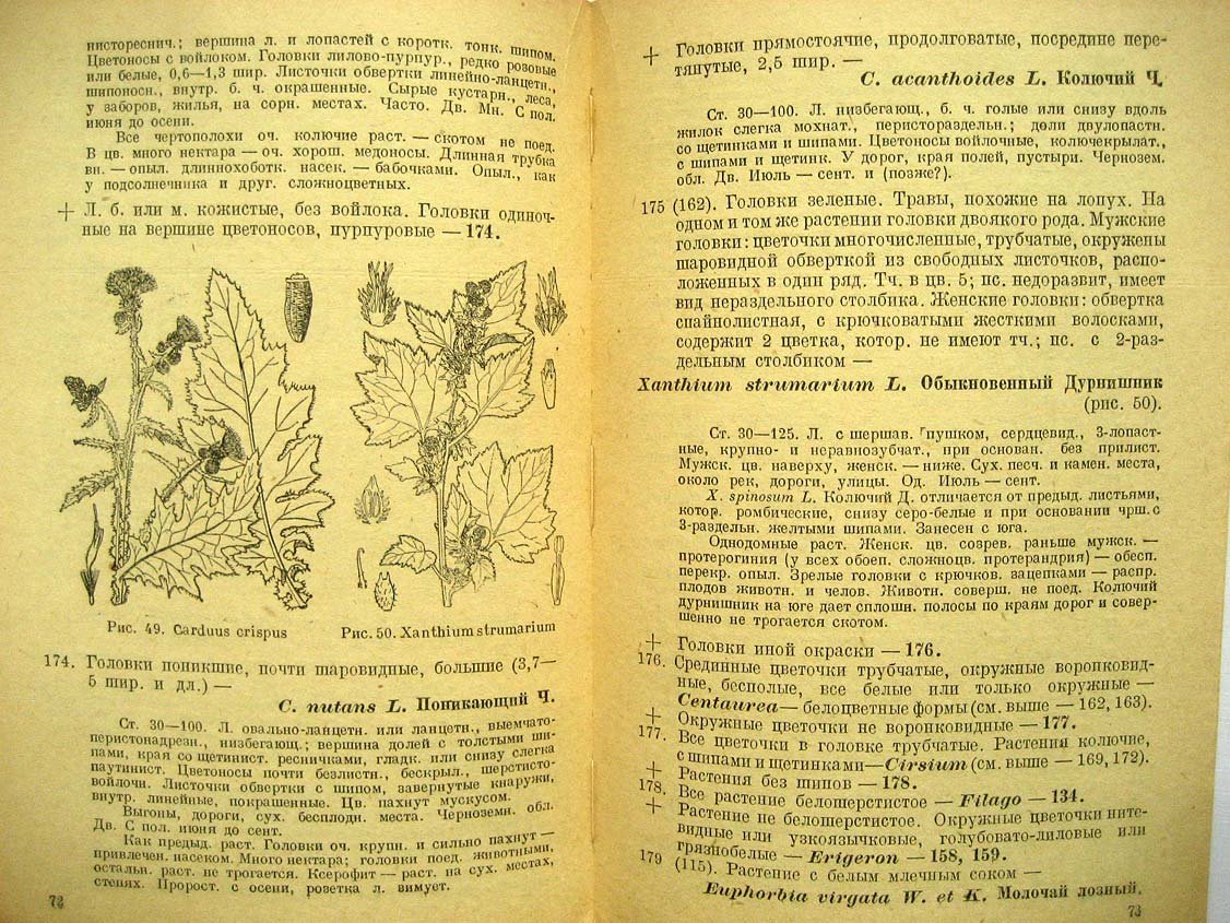 Маевский П. Осенняя флора. Краткий определитель растений