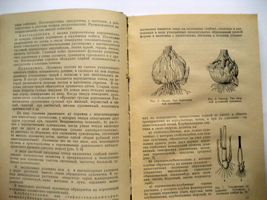 Котт С., Гродзинская В., Соловьева М. и др. Биология сорных растений.
