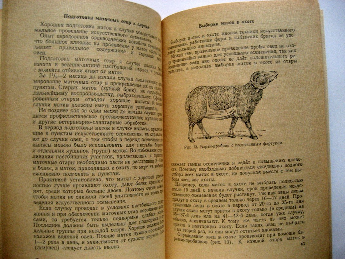 Ожин Ф. Искусственное осеменение овец.