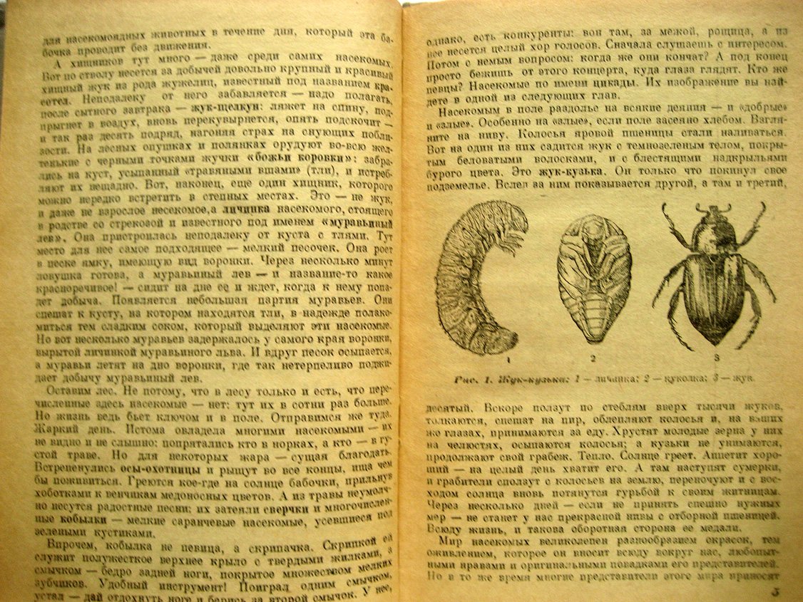 Лункевич В. Среди насекомых.