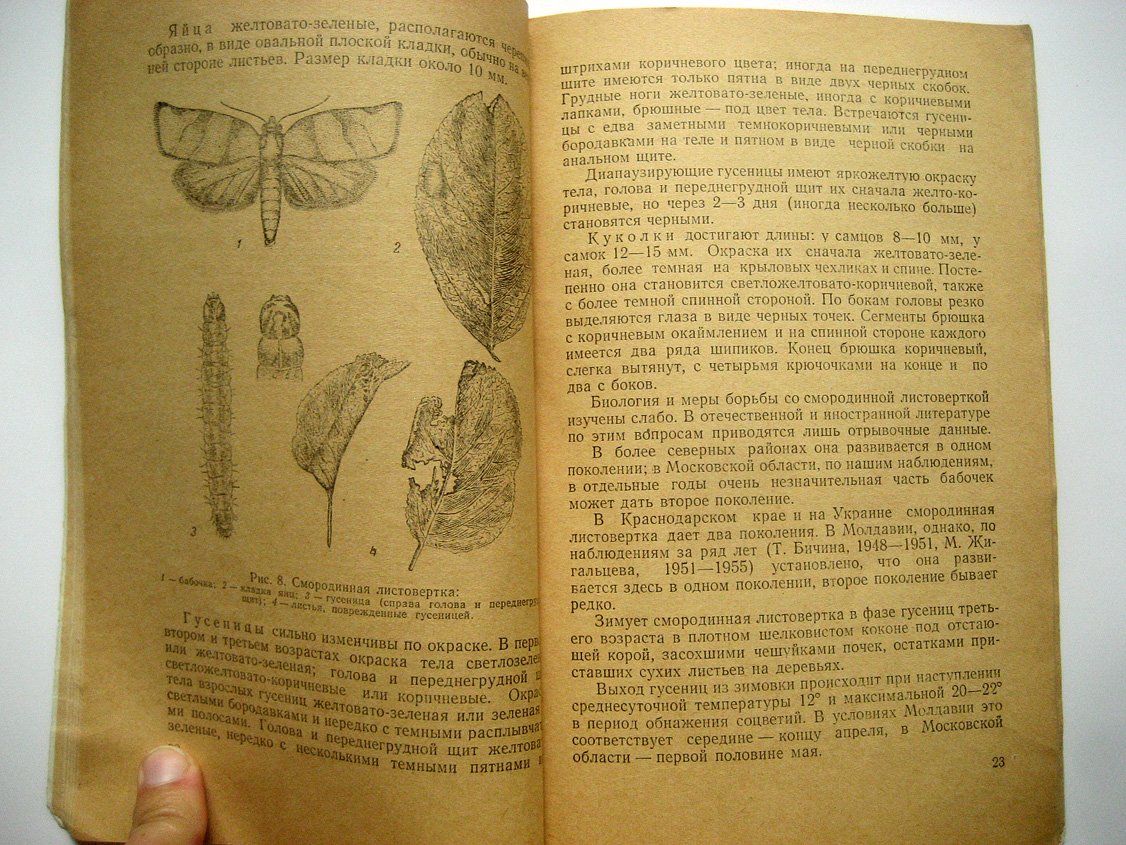 Бичина Т., Маркелова Е. Садовые листовертки.