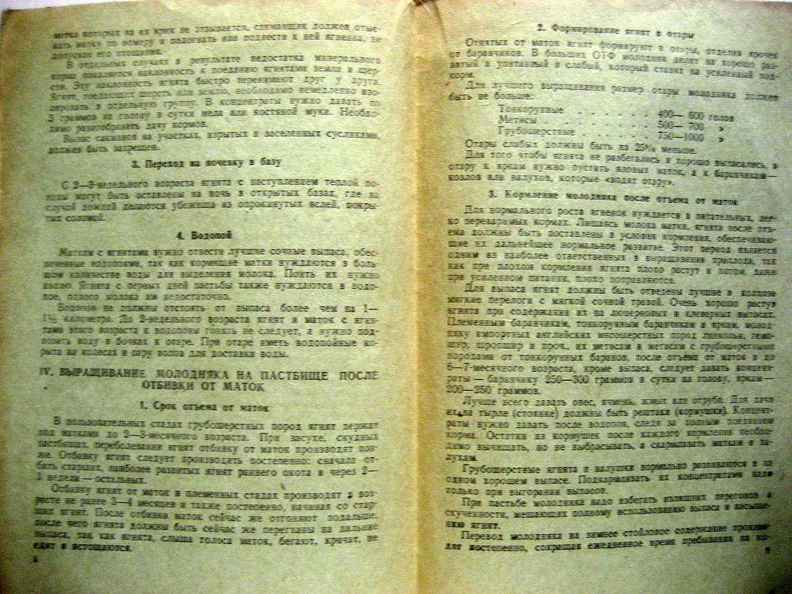 Инструкция по выращиванию молодняка овец в колхозах.