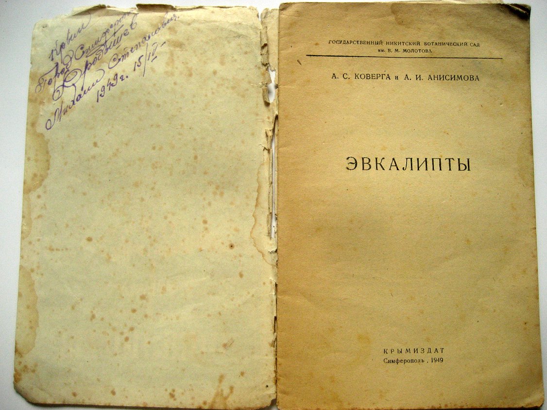 Коверга А., Анисимова А. Эвкалипты.