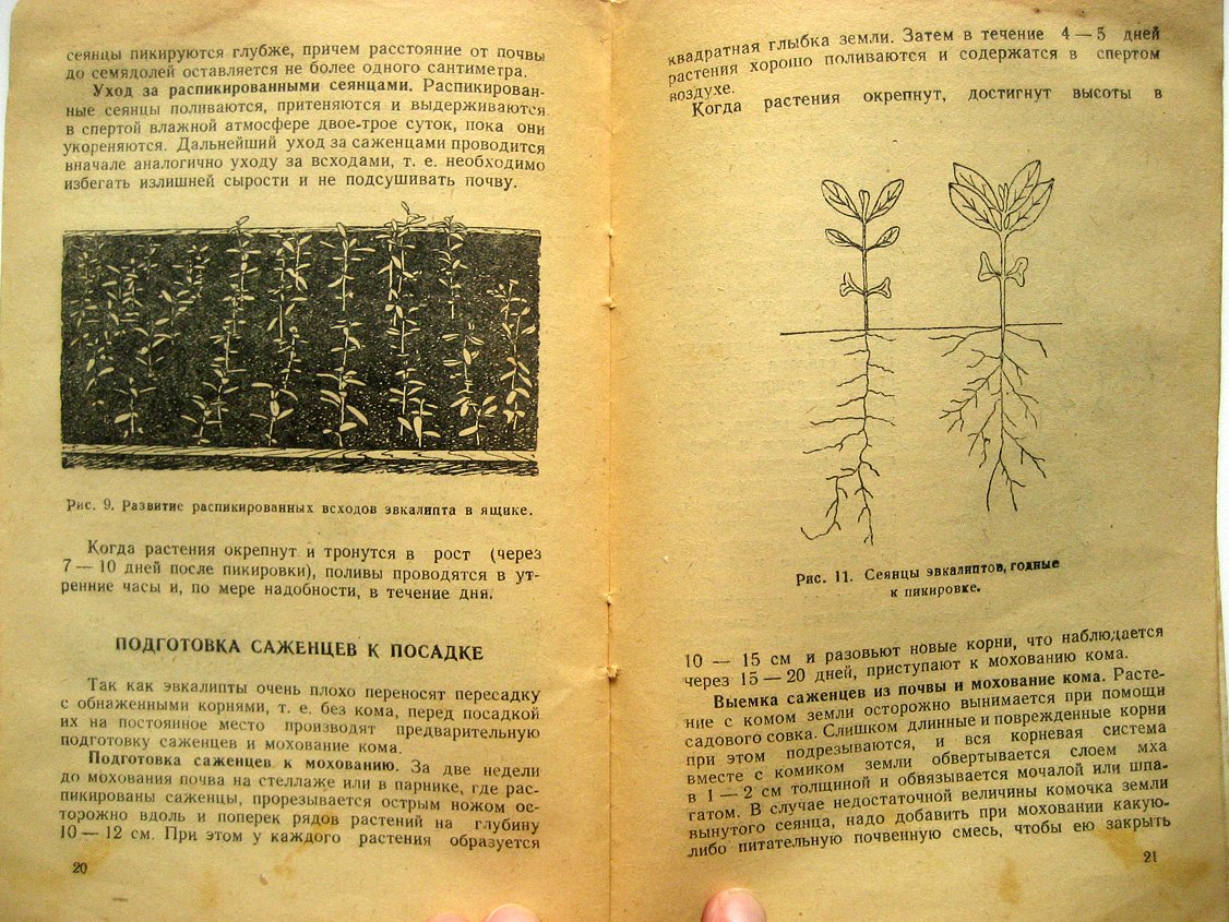 Коверга А., Анисимова А. Эвкалипты.