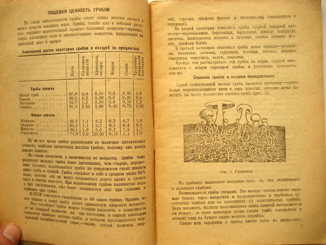 Сбор, заготовка и переработка грибов. Инструкция для заготовителей
