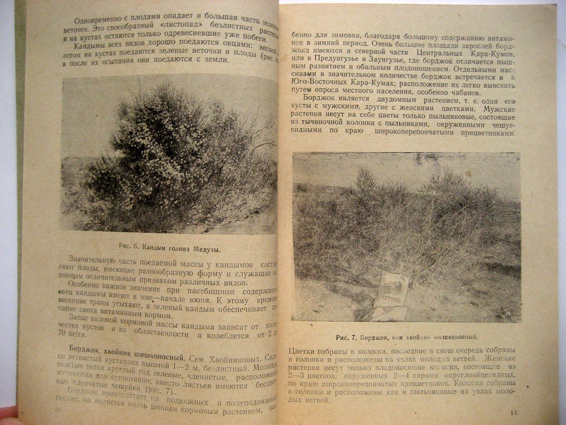 Нечаева Н., Николаева И. Основные пастбищные растения Туркменистана.