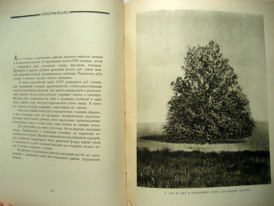 Эйтинген Г. Лес в степи.