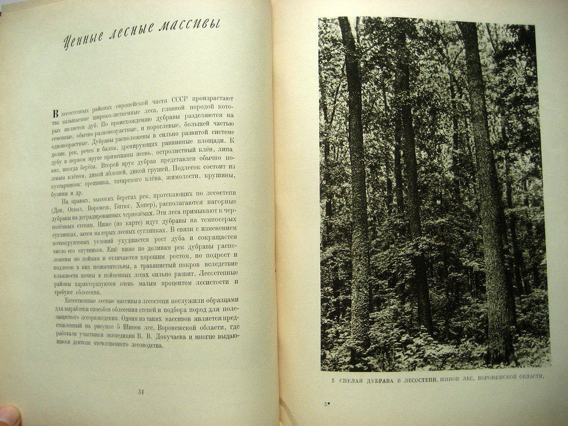 Эйтинген Г. Лес в степи.