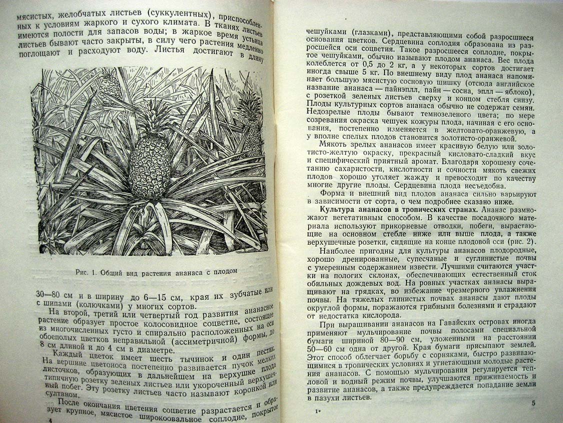 Антонов М. Ананасы.