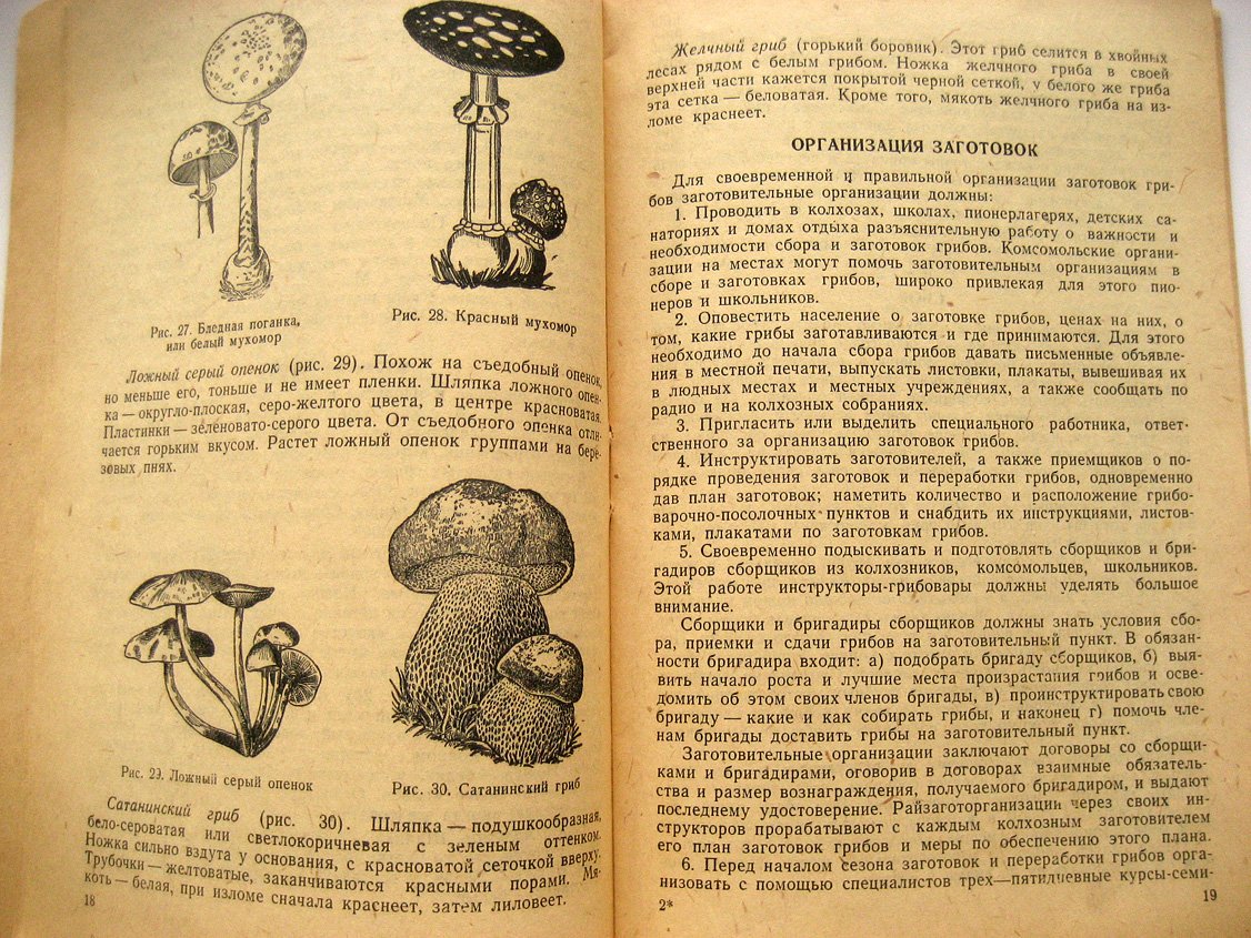 Лагутин И. Грибы. Сбор, заготовка и переработка