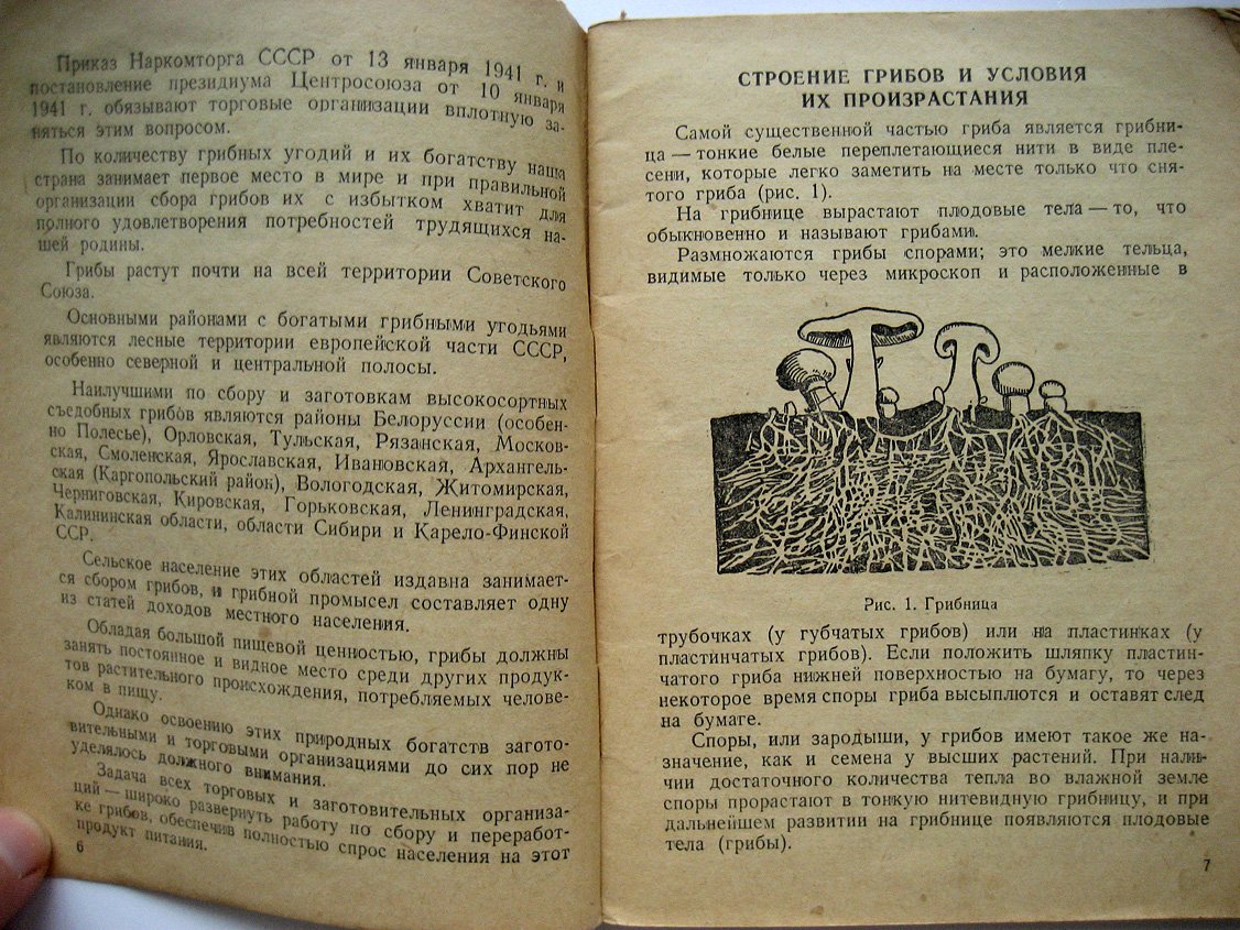 Голензовский Б., Лагутин И. Сбор, заготовка и переработка грибов