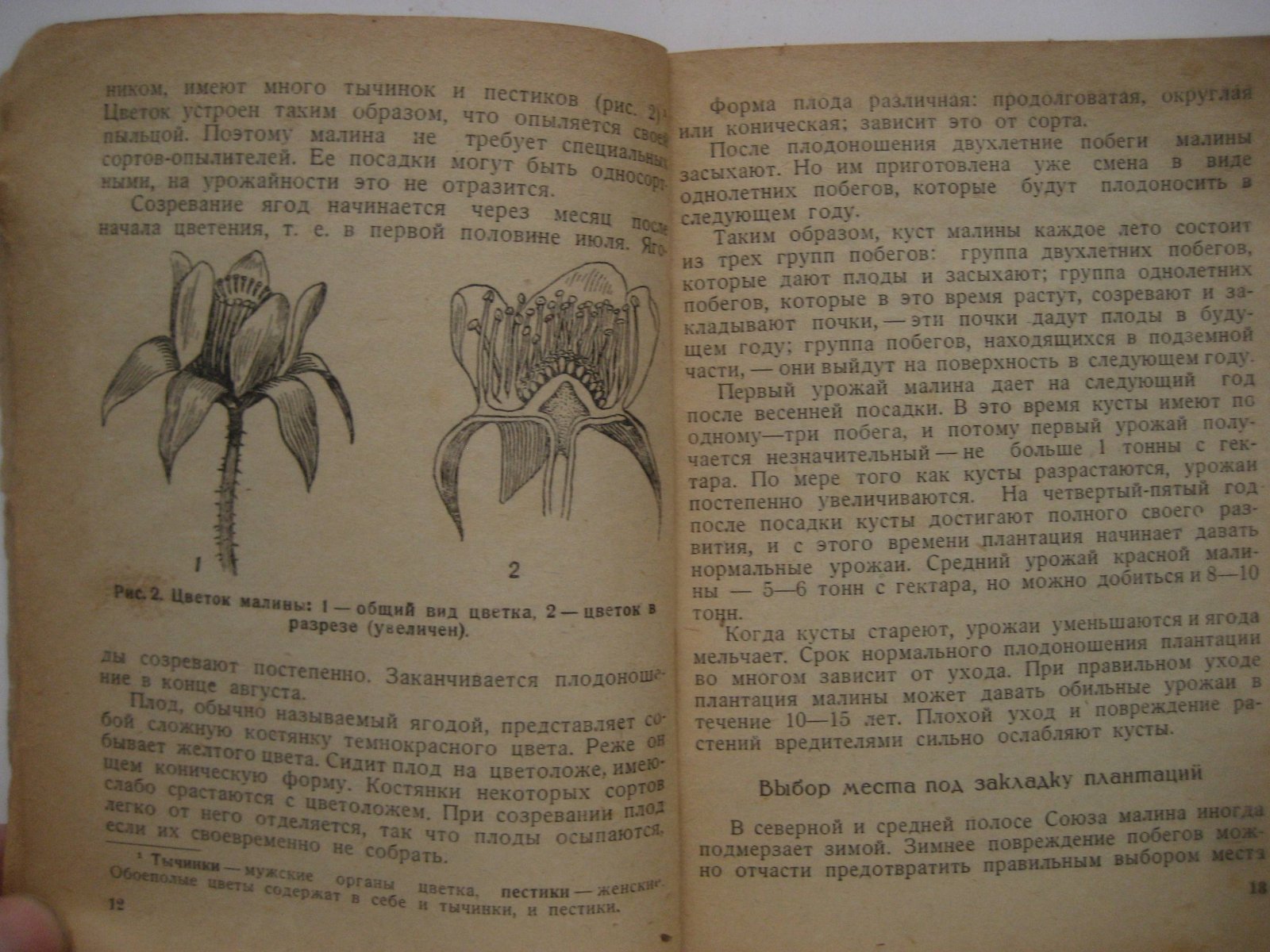 Левицкая К. Малина.