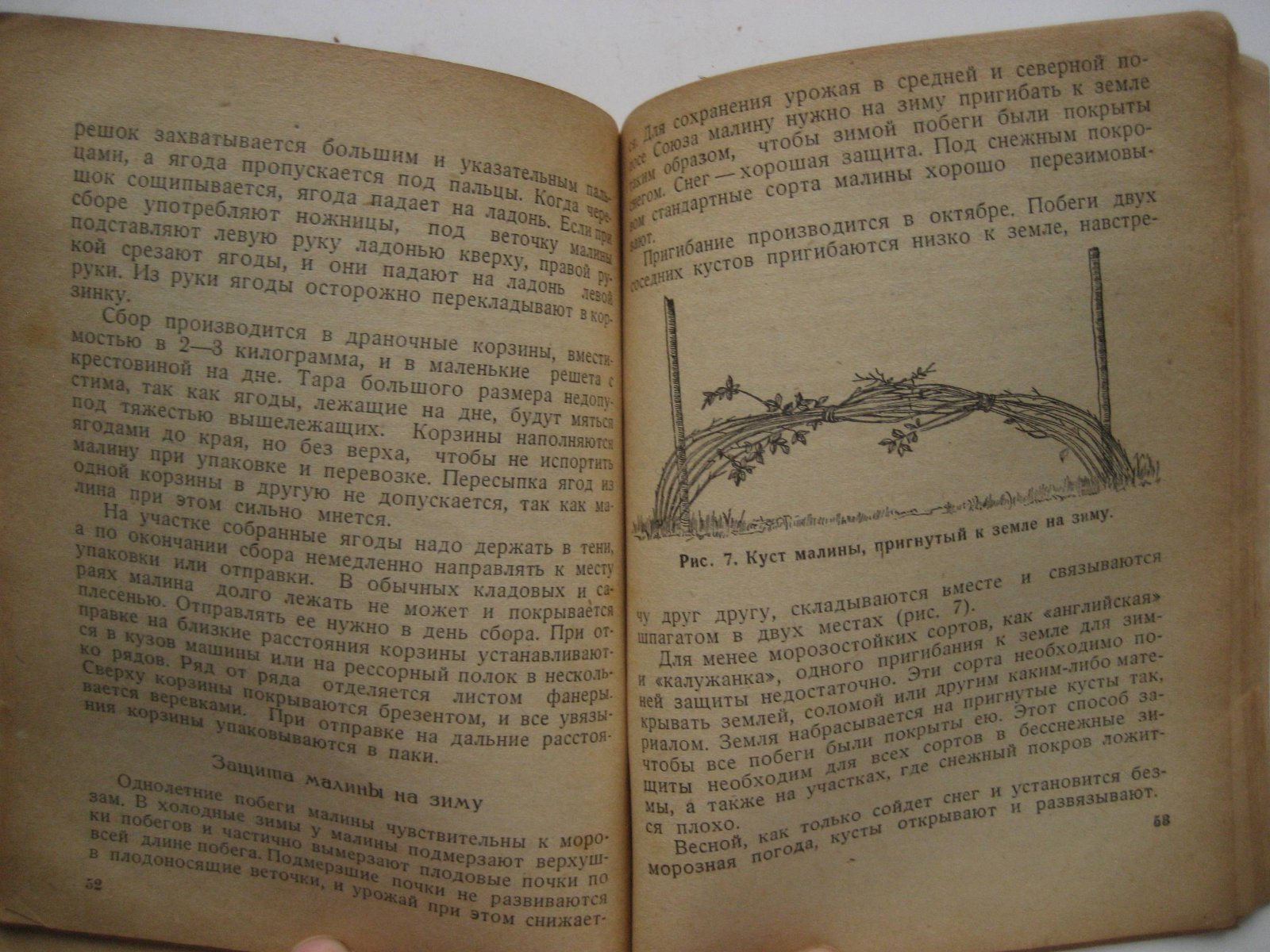Левицкая К. Малина.