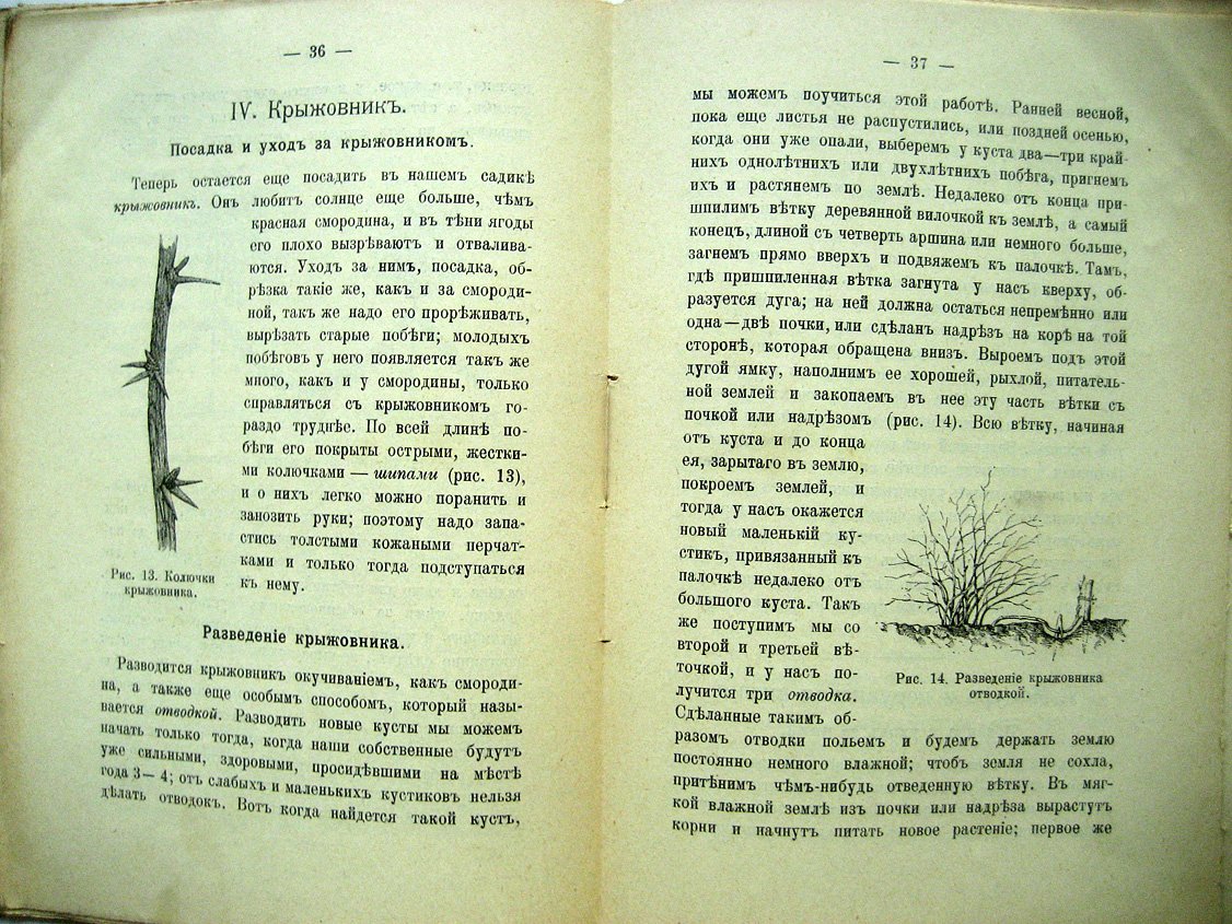 Ельманова Е. Наш ягодный садик.