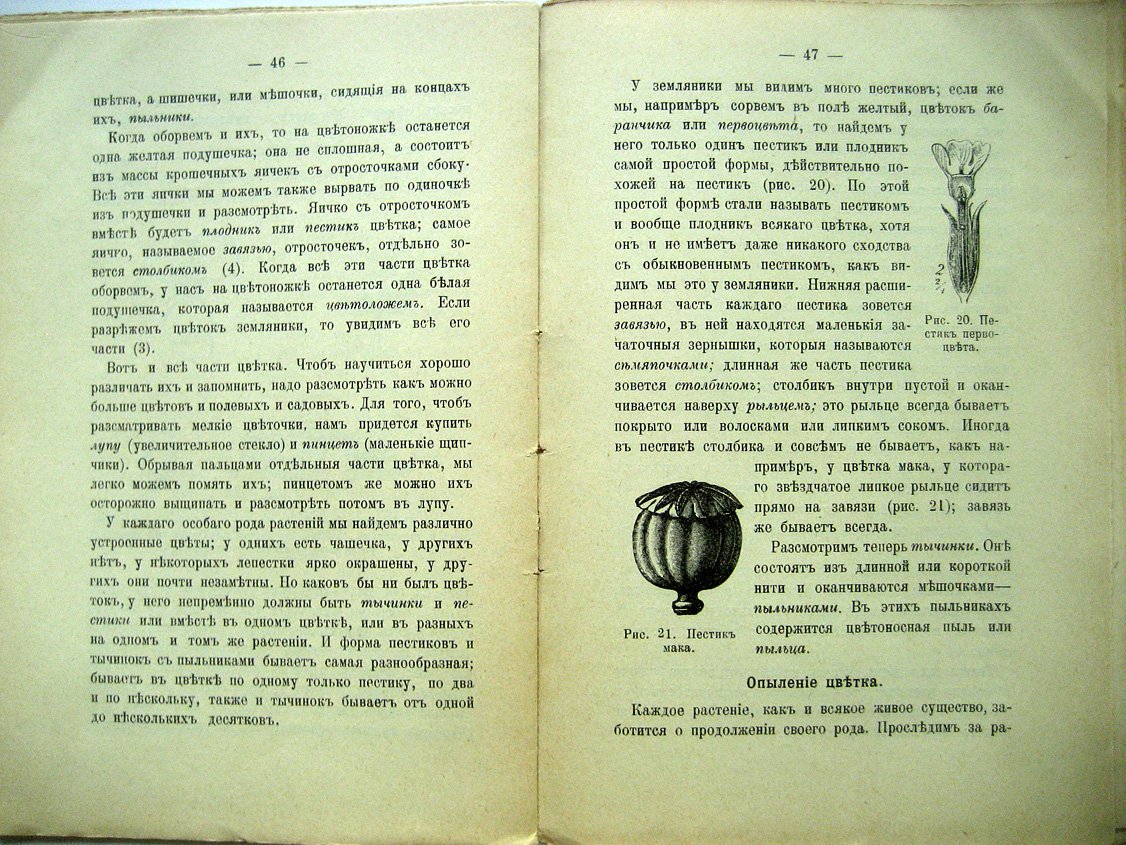Ельманова Е. Наш ягодный садик.