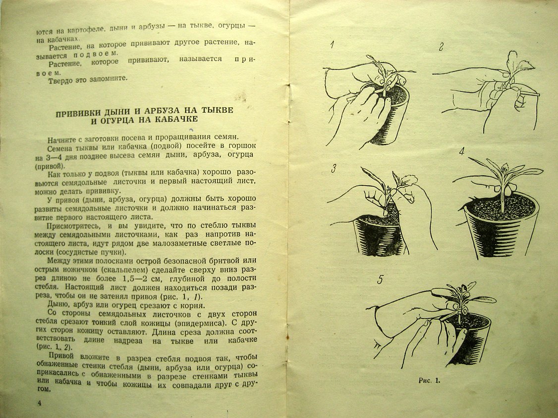Дмитриева Е. Как прививать растения.