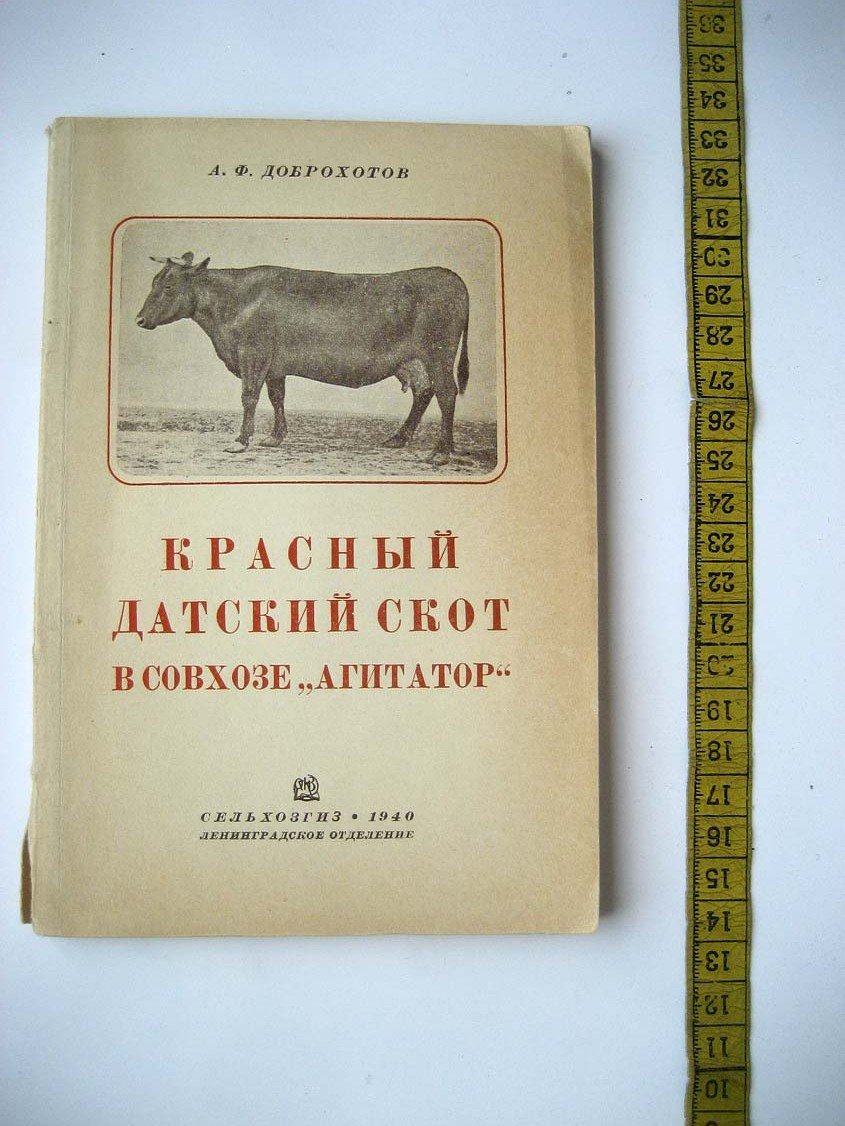 Доброхотов А. `Красный датский скот в совхозе ``Агитатор```.