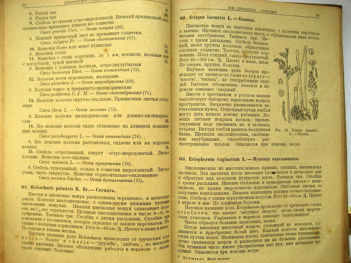 Нейштадт М. Наши растения. Определитель
