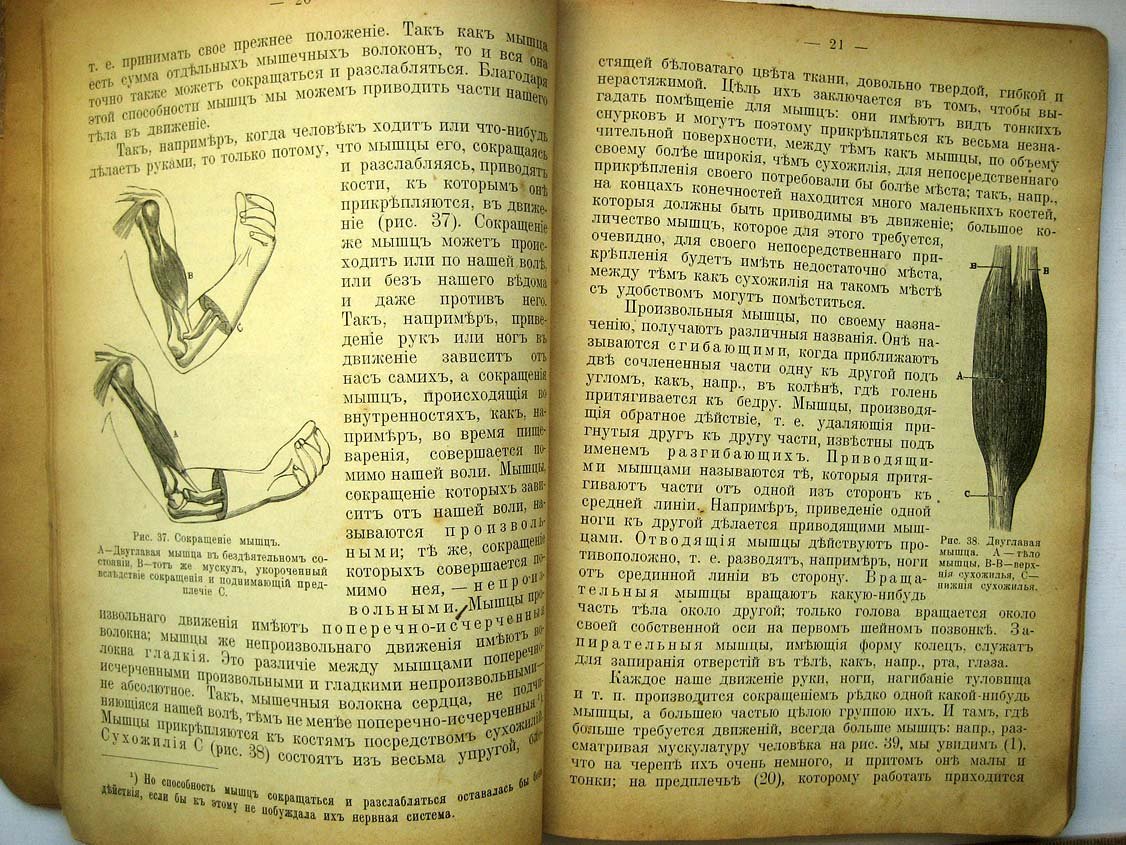 Герасимов М. Элементарная анатомия, физиология и гигиена