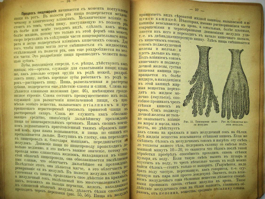 Герасимов М. Элементарная анатомия, физиология и гигиена