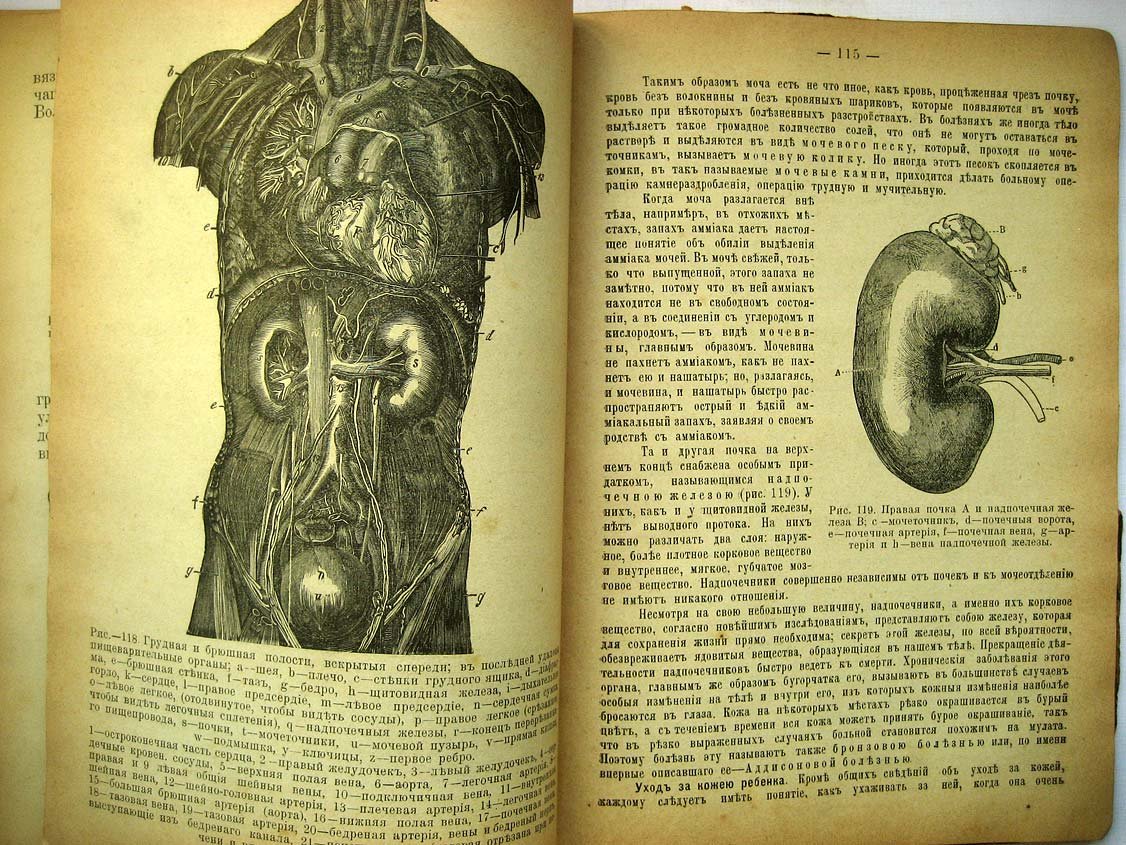 Герасимов М. Элементарная анатомия, физиология и гигиена