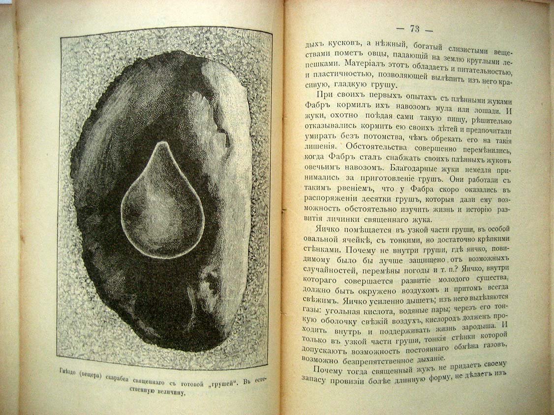 Фабр А. Жуки навозники.