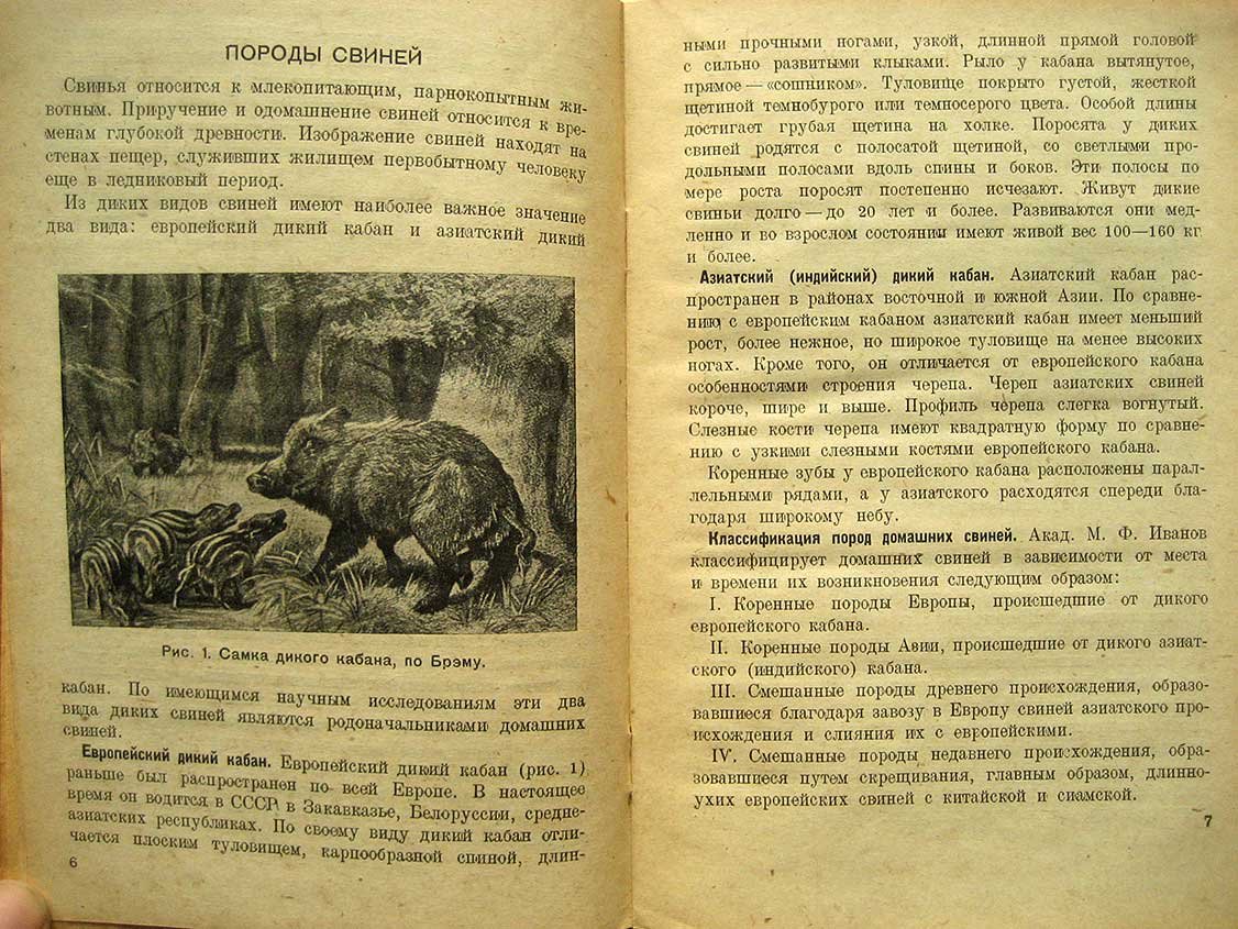 Чертов П. Племенное свиноводство.