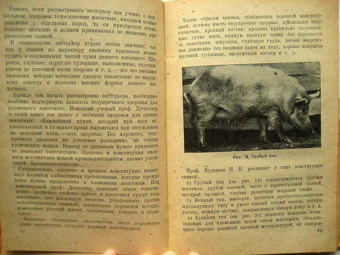 Чертов П. Племенное свиноводство.