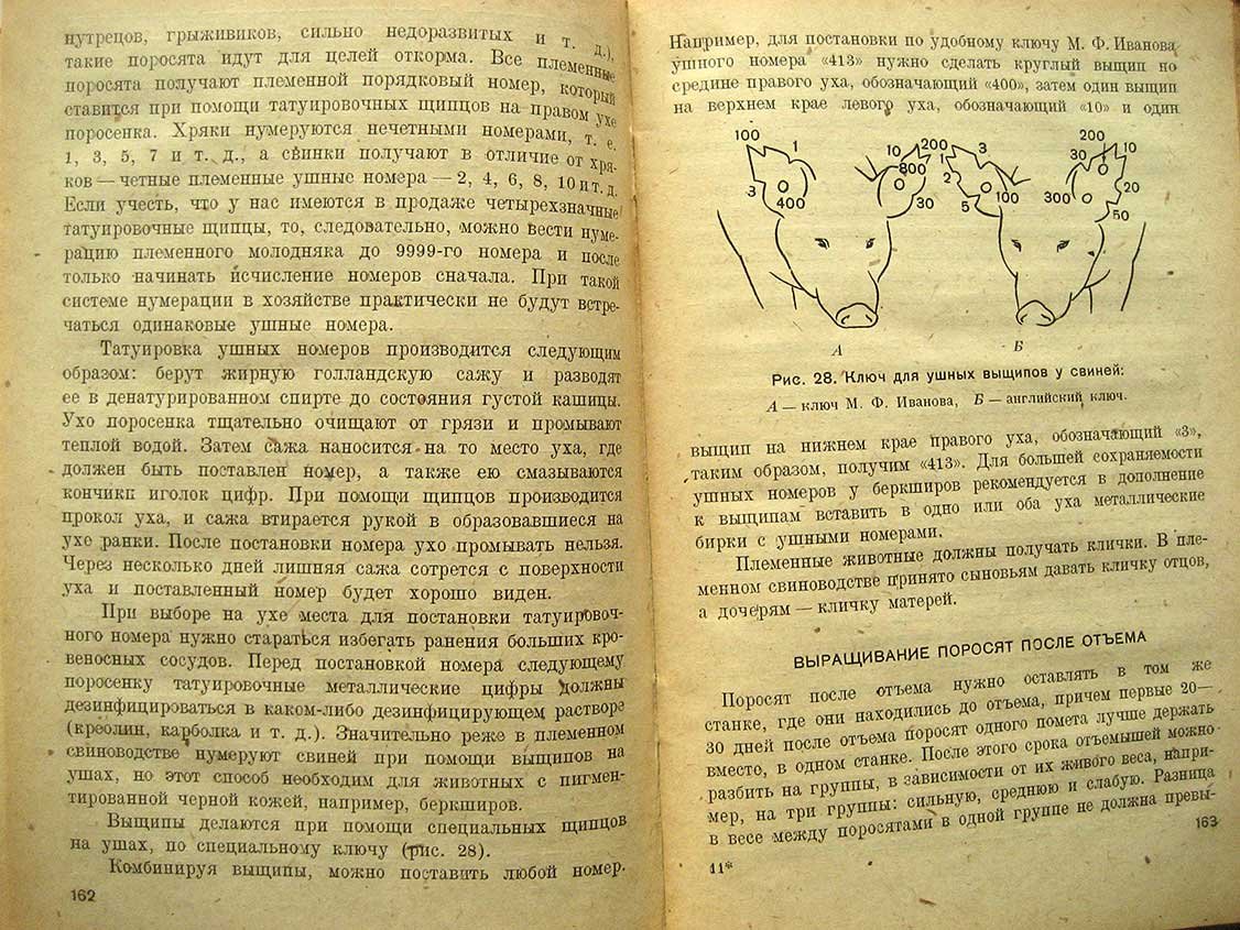 Чертов П. Племенное свиноводство.