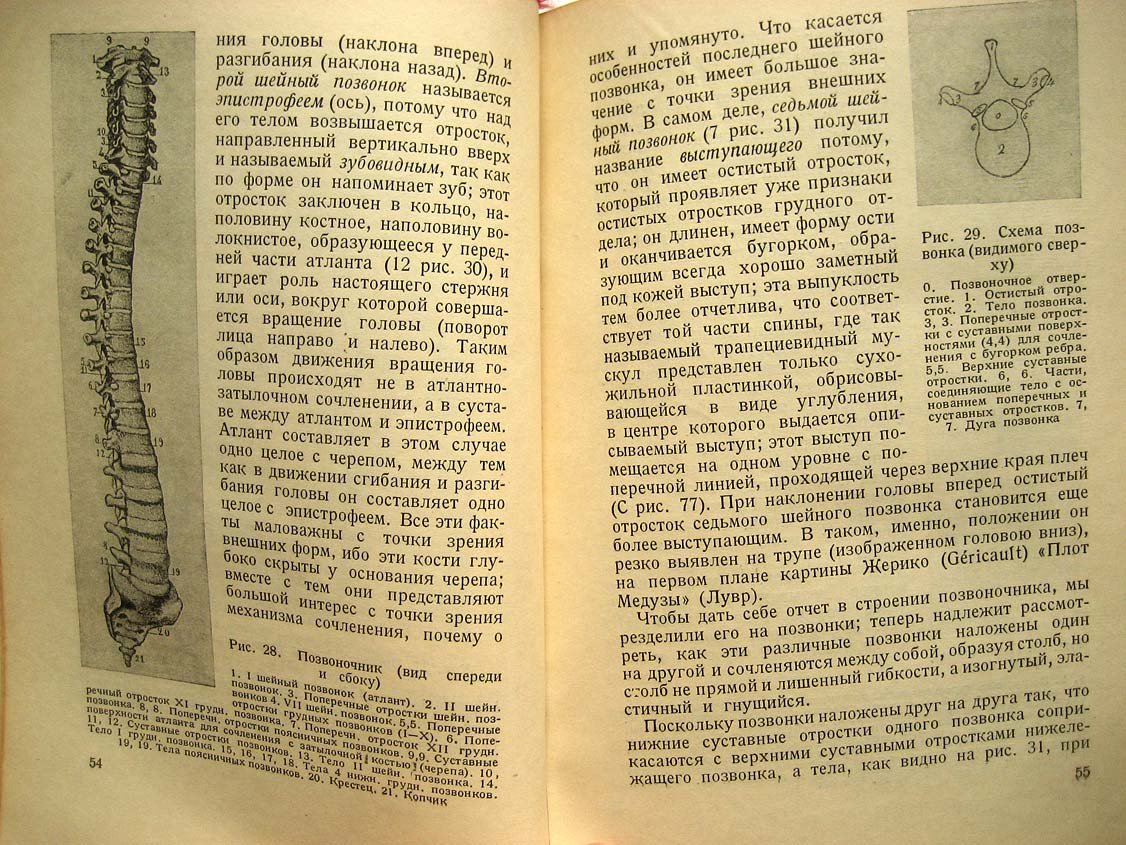 Дюваль М. Анатомия для художников.