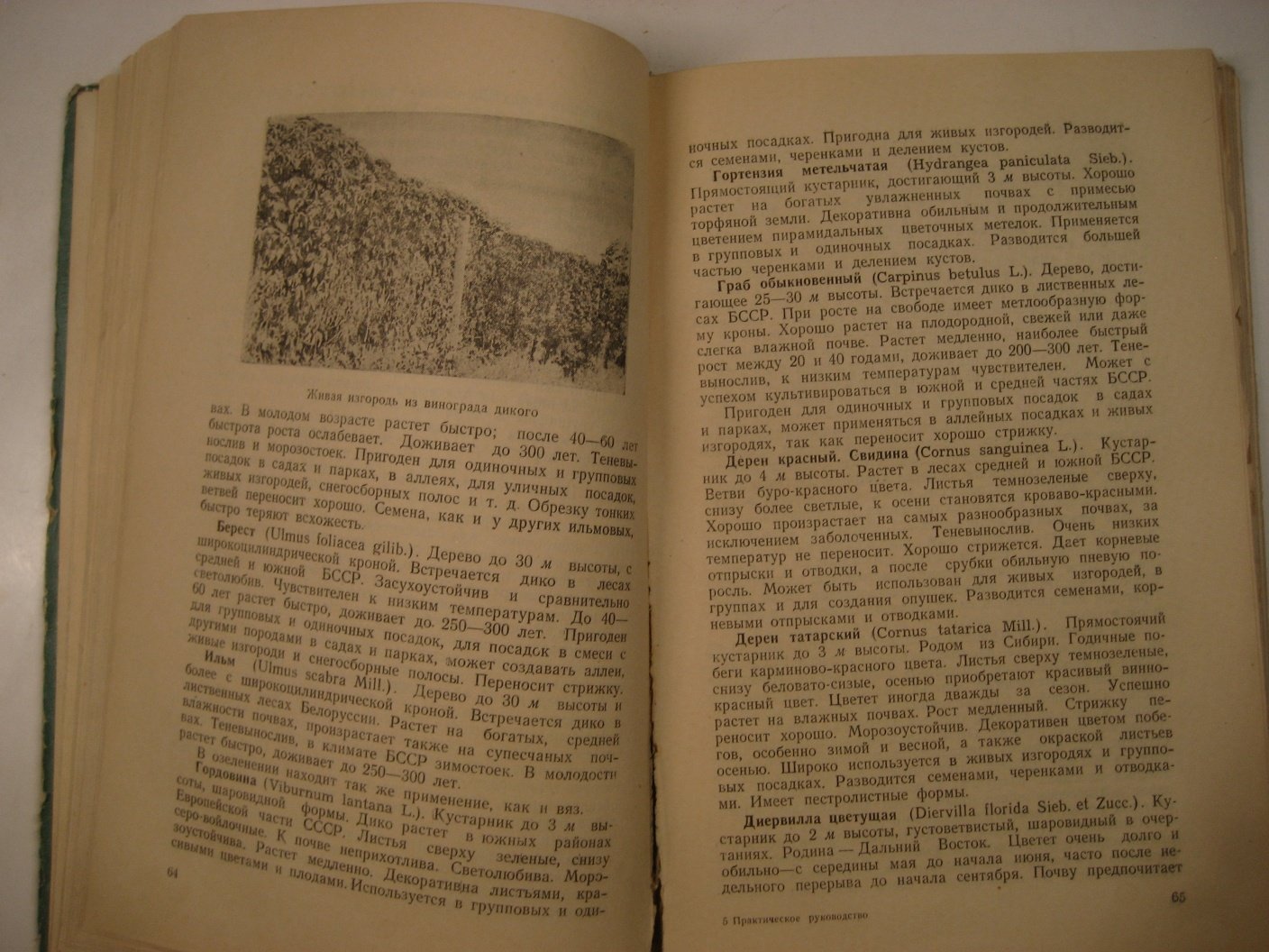 Практическое руководство по озеленению населенных мест.