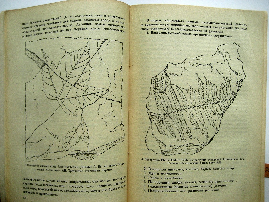 Комаров В. Происхождение растений.