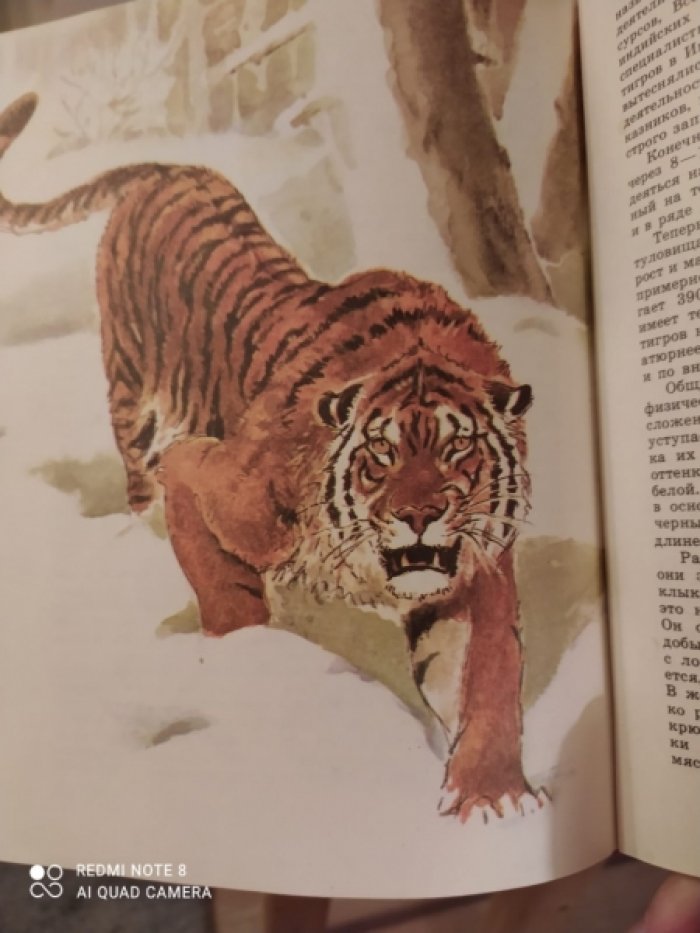 Сосновский И. Редкие животные.