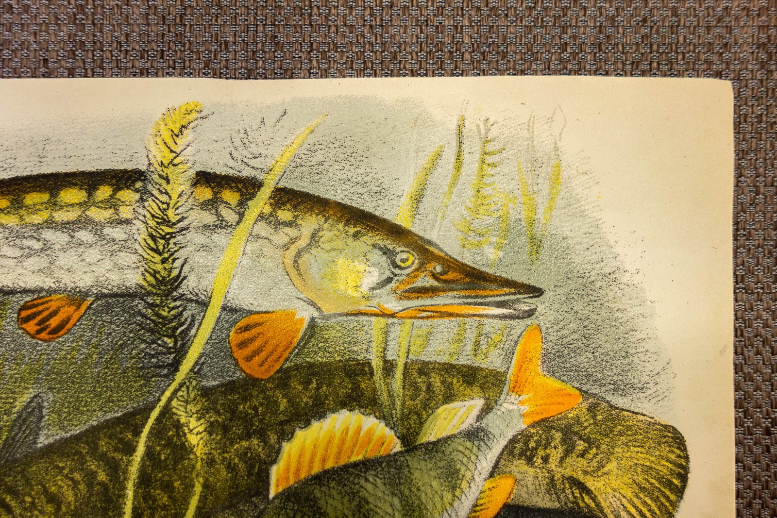 Комаров, А.Н. Речные рыбы.